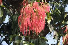 Terminalia myriocarpa